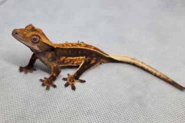 Geckos kaufen und verkaufen Foto: Full Pinstripe (Quad-stripe) juvenile maile