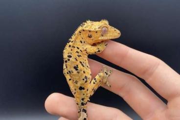 Geckos kaufen und verkaufen Foto: Mniarogekko chahoua, Correlophus ciliatus, Rhacodactylus auriculatus