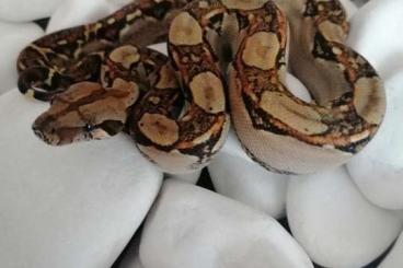 Boas kaufen und verkaufen Photo: boa imperator Salvador "nowa linia"