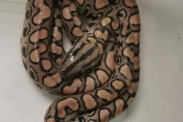 Snakes kaufen und verkaufen Photo: 2.3 Rote Regenbogenboas Epicrates Cenchria Cenchria 