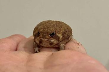 frogs kaufen und verkaufen Photo: Breviceps adspersus/breviceps macrops!!!