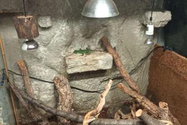 Lizards kaufen und verkaufen Photo: 3 Wasserargamen Suchen ein neues zu Hause 