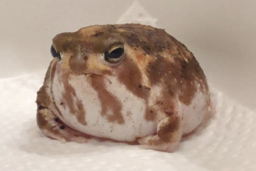 frogs kaufen und verkaufen Photo: LOOKING for desert rain frog/breviceps adspersus/breviceps macrops!!