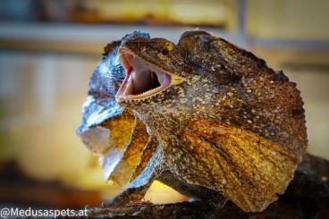 Lizards kaufen und verkaufen Photo: Looking for Female frilled dragons