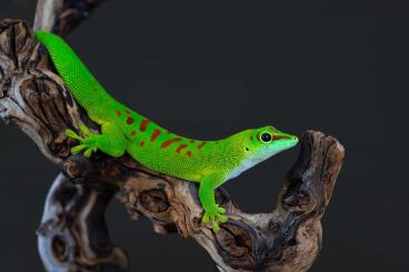 Geckos kaufen und verkaufen Foto: Phelsuma grandis Jungtiere