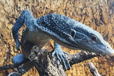 Monitor lizards kaufen und verkaufen Photo: 1,0 Varanus macraei / 1,0 Varanus prasinus