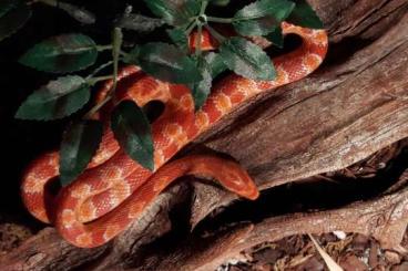 Snakes kaufen und verkaufen Photo: Dringendes zuhause für Kornnatter gesucht...