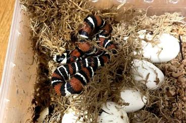 Snakes kaufen und verkaufen Photo: Lampropeltis triangulum gaigea