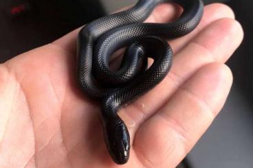 Snakes kaufen und verkaufen Photo: L.g.nigrita - 5 females and 8 males 