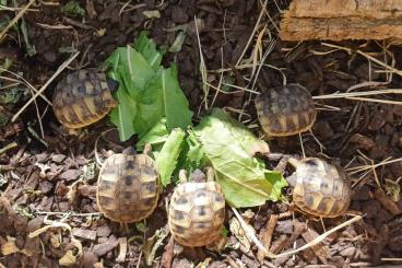 Tortoises kaufen und verkaufen Photo: Griechische Landschildkröte NZ 2022 aus Tierarztzucht