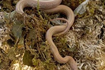 Nattern ungiftige  kaufen und verkaufen Foto: 1.0 Lavender Teserra het. Hypo Striped