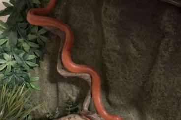 Schlangen kaufen und verkaufen Foto: Kornnatter ( Panherophis guttatus) zu verschenken 