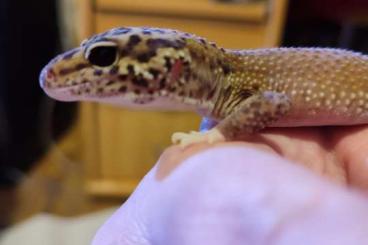Geckos kaufen und verkaufen Foto: Leopardgecko Männchen abzugeben