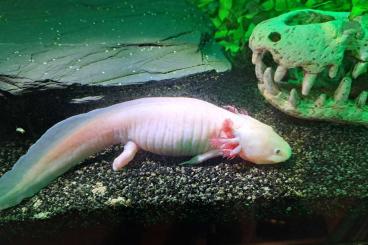 Schwanzlurche kaufen und verkaufen Foto: Albino,Axolotl, weibchen 