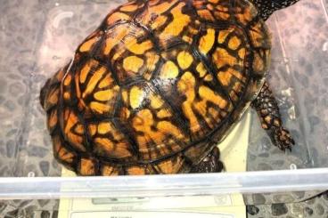 Turtles and Tortoises kaufen und verkaufen Photo: Eastern Box Turtles Available Turtles and Tortoises kaufen und verkaufen Photo: Eastern Box Turtles Available