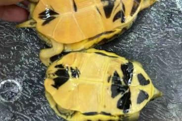 Sumpfschildkröten kaufen und verkaufen Foto: Cuora aurocapitata and Mccordi available. Sumpfschildkröten kaufen und verkaufen Foto: Cuora aurocapitata and Mccordi available.