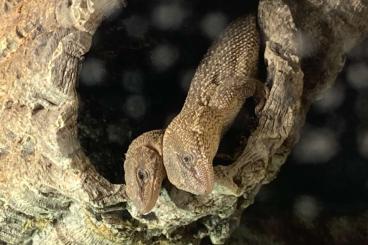 Warane kaufen und verkaufen Foto: Verkaufe 1.1 Varanus Primordius Warane kaufen und verkaufen Foto: Verkaufe 1.1 Varanus Primordius