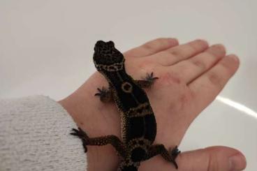 Lizards kaufen und verkaufen Photo: Pure black Night Weibchen 