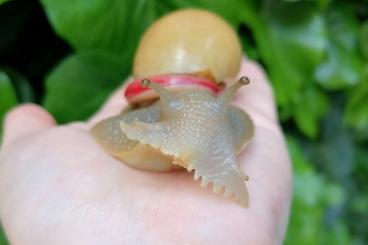 Schnecken kaufen und verkaufen Foto: Megalobulimus haemastomus is now available