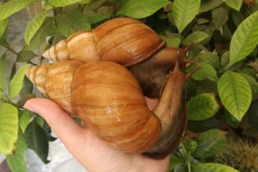 Schnecken kaufen und verkaufen Foto: I am looking for Lissachatina fulica snails. Schnecken kaufen und verkaufen Foto: I am looking for Lissachatina fulica snails.