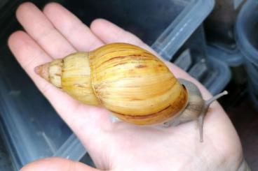Schnecken kaufen und verkaufen Foto: Exotic snails from Sappy Snails.
