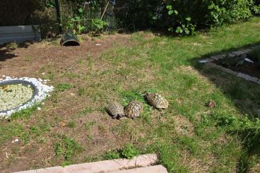 Tortoises kaufen und verkaufen Photo: Nehme Landschildkröten auf