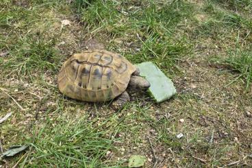 Tortoises kaufen und verkaufen Photo: Nehme Landschildkröten auf Tortoises kaufen und verkaufen Photo: Nehme Landschildkröten auf