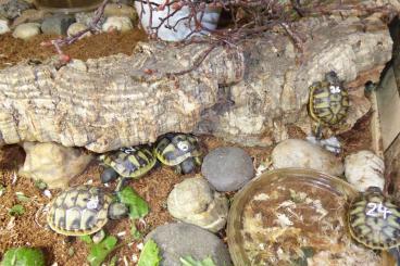 Landschildkröten kaufen und verkaufen Foto: Griechische Landschildkrötenbabys suchen neues  Zuhause, 2 Tiere 100,-
