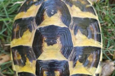 Landschildkröten kaufen und verkaufen Foto: Verkaufe griechische Landschildkröten Thb