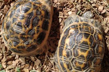 Landschildkröten kaufen und verkaufen Foto: Verkaufe Landschildkröten Pyxis arachnoides