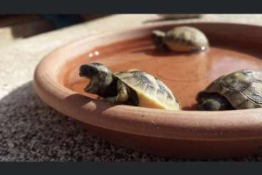 Schildkröten  kaufen und verkaufen Foto: Griechische Landschildkröten 