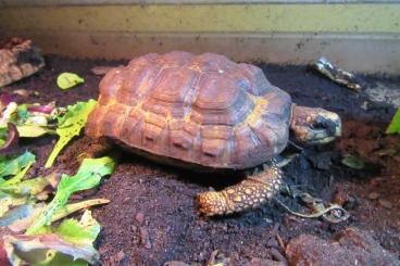 Tortoises kaufen und verkaufen Photo: kinixys belliana nogueyi landschildpad