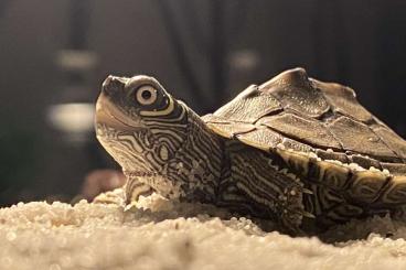 Schildkröten  kaufen und verkaufen Foto: 2 Wasserschildkröten abzugeben