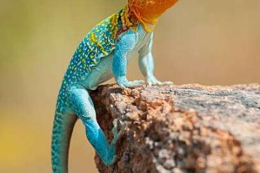 other lizards kaufen und verkaufen Photo: Looking for Crotaphytus Collaris Wichita Mountain or Auriceps