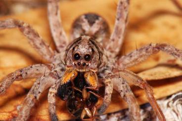 Vogelspinnen kaufen und verkaufen Foto: Tarantulas spider for sale 