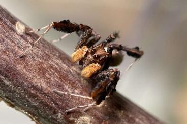 Spinnen und Skorpione kaufen und verkaufen Foto: Portia fimbriata Nachzucht 