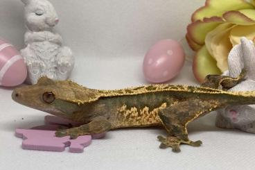 Geckos kaufen und verkaufen Foto: 0.1 correlophus ciliatus 
