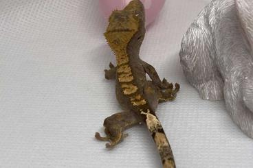 Geckos kaufen und verkaufen Foto: versch. correlophus ciliatus zur Abgabe