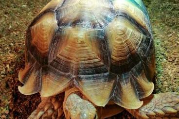 Tortoises kaufen und verkaufen Photo: Afrikanische Spornschildkröte - Sulcata