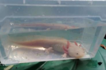 Molche kaufen und verkaufen Foto: Neun adulte Axolotl abzugeben