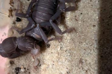 Spinnen und Skorpione kaufen und verkaufen Foto: Adult/subadult Spinne und Skorpionen zu verkaufen Spinnen und Skorpione kaufen und verkaufen Foto: Adult/subadult Spinne und Skorpionen zu verkaufen
