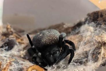 Spiders and Scorpions kaufen und verkaufen Photo: Adult/subadult Spinne und Skorpionen zu verkaufen Spiders and Scorpions kaufen und verkaufen Photo: Adult/subadult Spinne und Skorpionen zu verkaufen