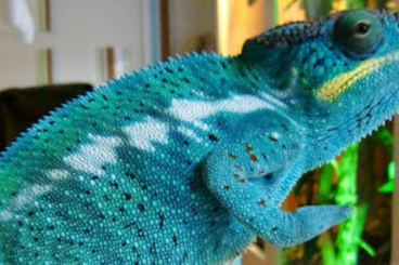 Chamäleons kaufen und verkaufen Foto: Suche Furcifer Pardalis Nosy Be Chamäleons kaufen und verkaufen Foto: Suche Furcifer Pardalis Nosy Be