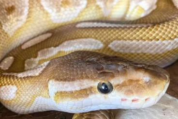 Ball Pythons kaufen und verkaufen Photo: Königspythons subadult/adult 