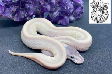Ball Pythons kaufen und verkaufen Photo: 0.1 Purple Passion (Phantom Mojave) Pinstripe 100% het Ghost 
