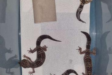 Geckos kaufen und verkaufen Foto: 4 Leopardgecko Weibchen Gruppe ca 2 Jahre
