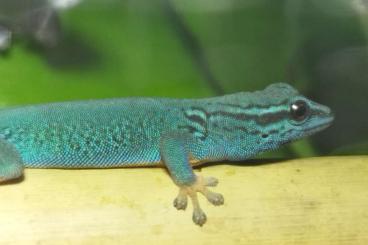 Geckos kaufen und verkaufen Foto: RESERVIERT !  1.0   Lygodactylus williamsi   DNZ 04/22 