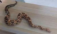 Bild 5/6
