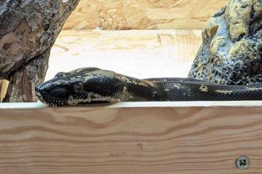 Boas kaufen und verkaufen Photo: Boa Imperator Aztec Motley IMG Jungle 0.1 und VPI Aztec 0.1 (2022)
