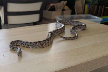 Nattern ungiftige  kaufen und verkaufen Photo: Kornnattern (Pantheropis Guttatus) 1.0